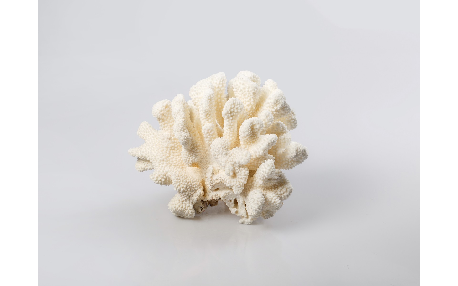 Cauliflower Coral Pamper Gift Box with vanilla