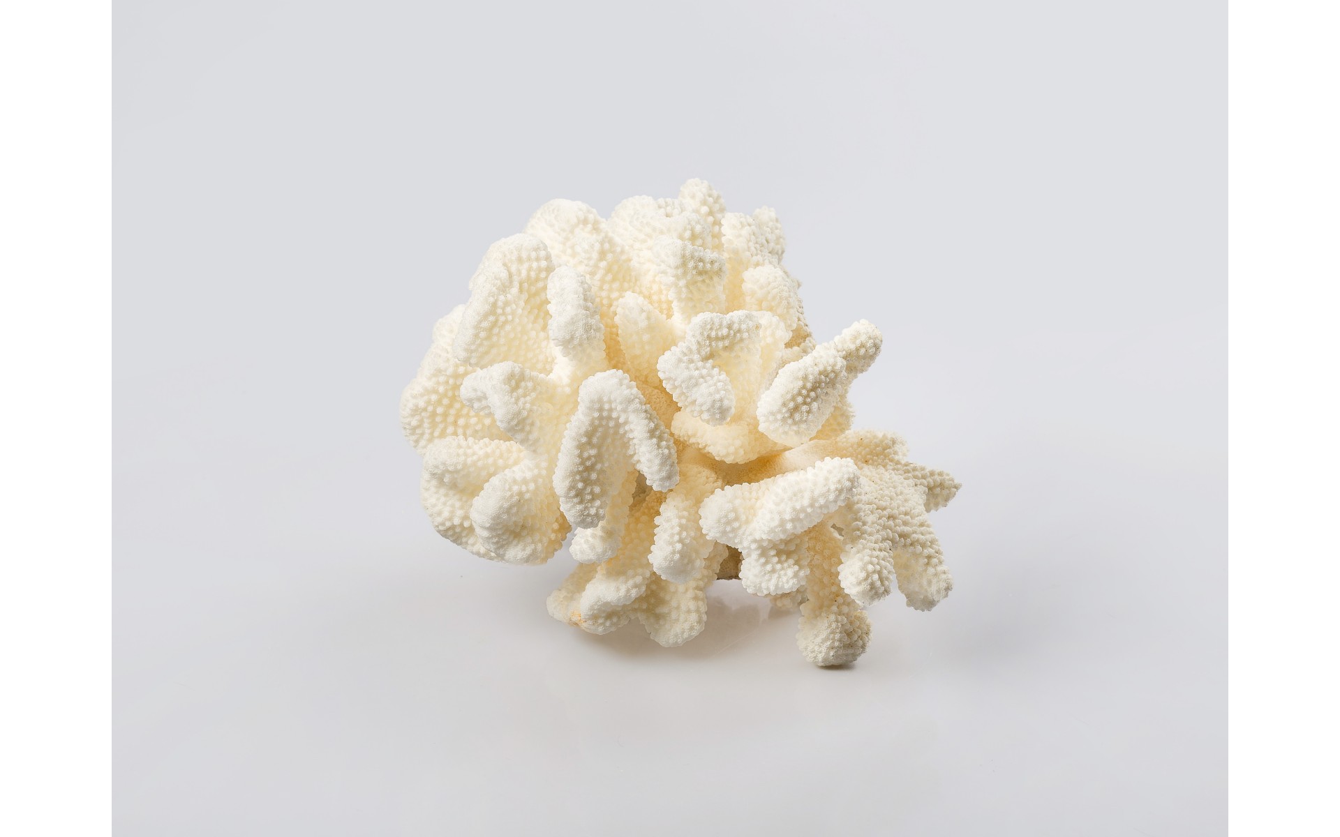 Cauliflower Coral Pamper Gift Box with vanilla
